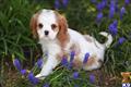 cavalier king charles spaniel puppy posted by CA-puppies