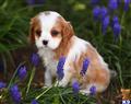 cavalier king charles spaniel puppy posted by CA-puppies