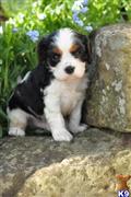 cavalier king charles spaniel puppy posted by CA-puppies