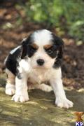 cavalier king charles spaniel puppy posted by CA-puppies