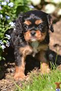 cavalier king charles spaniel puppy posted by CA-puppies