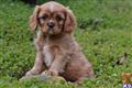 cavalier king charles spaniel puppy posted by CA-puppies