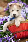 siberian husky puppy posted by CA-puppies