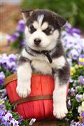 siberian husky puppy posted by CA-puppies