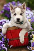 siberian husky puppy posted by CA-puppies