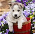 siberian husky puppy posted by CA-puppies