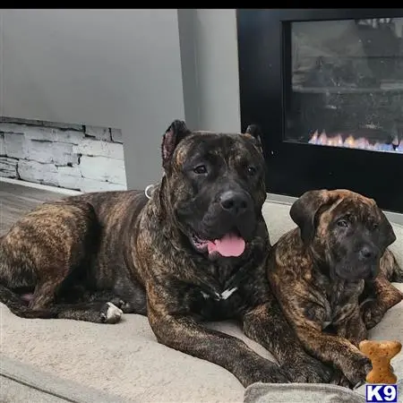 CEELO_PRESA_CANARIO Picture 2