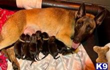 belgian malinois puppy posted by CGSK9