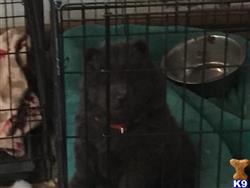 chow chow puppy posted by CHOW2014