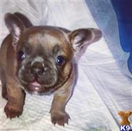 french bulldog puppy posted by CJC