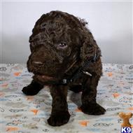 poodle puppy posted by CLK