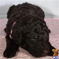 poodle puppy posted by CLK