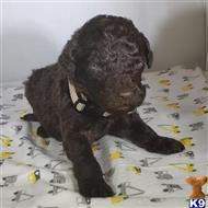 poodle puppy posted by CLK