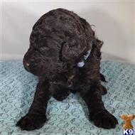 poodle puppy posted by CLK