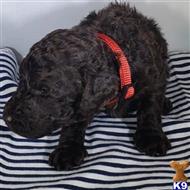 poodle puppy posted by CLK
