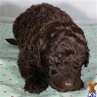poodle puppy posted by CLK