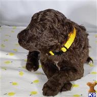 poodle puppy posted by CLK