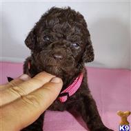 poodle puppy posted by CLK