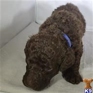poodle puppy posted by CLK