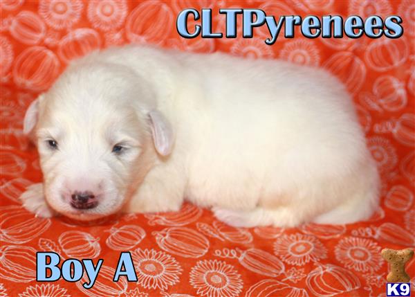 CLTPyrs Picture 1