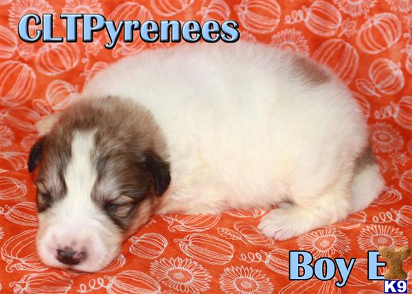 CLTPyrs Picture 2