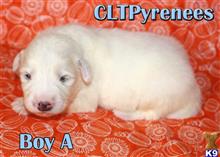 great pyrenees puppy posted by CLTPyrs
