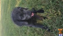 labradoodle puppy posted by CLightning
