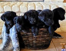 labradoodle puppy posted by CLightning