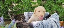 labradoodle puppy posted by CLightning