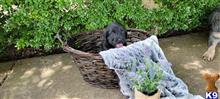 labradoodle puppy posted by CLightning