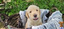 labradoodle puppy posted by CLightning