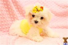 Cutest Teacup Maltese Puppy Amour available Maltese puppy located in Costa Mesa