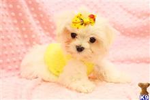 maltese puppy posted by CMPuppyHeaven