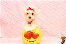 maltese puppy posted by CMPuppyHeaven