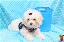 Amazon- Beautiful Toy Maltipoo Puppy available Maltese puppy located in Costa Mesa