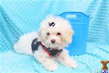 maltese puppy posted by CMPuppyHeaven