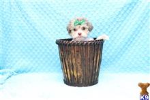 maltese puppy posted by CMPuppyHeaven