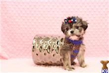 maltese puppy posted by CMPuppyHeaven