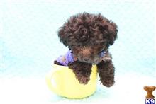 poodle puppy posted by CMPuppyHeaven
