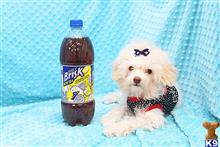 poodle puppy posted by CMPuppyHeaven