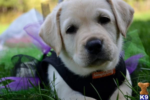 labrador retriever puppy posted by CMacris