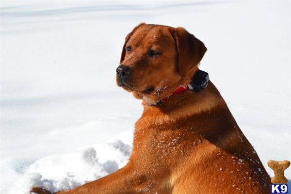 labrador retriever puppy posted by CMacris