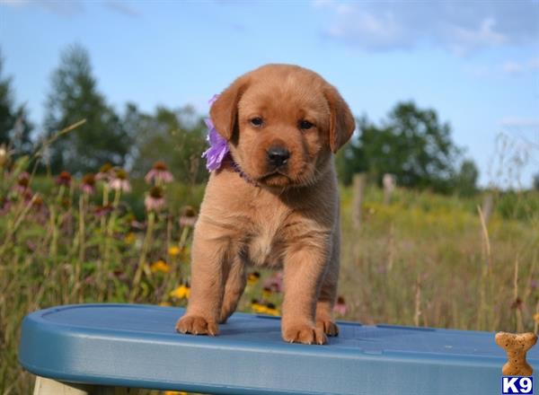 labrador retriever puppy posted by CMacris