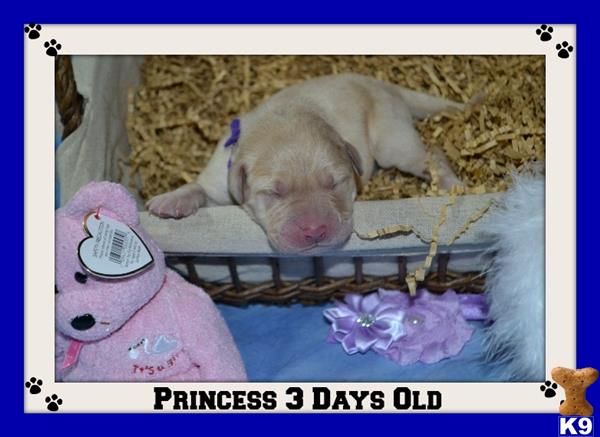 lab puppies for sale in washington state yellow lab puppies for sale in washington state lab puppies for sale in washington state yellow lab puppies for sale in washington state