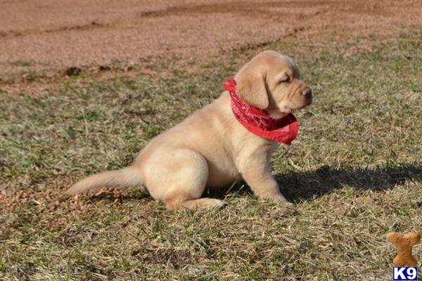Labrador Retriever puppy for sale