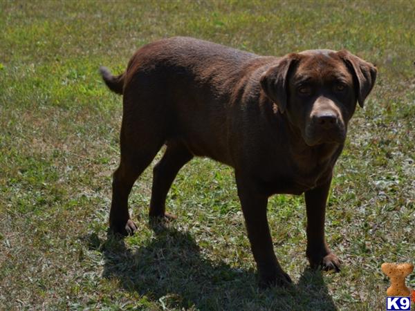 dudley lab puppies for sale lab puppies black lab puppy for sale rachael edwards dudley lab puppies for sale lab puppies black lab puppy for sale rachael edwards