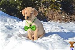 AKC Pheobe available Labrador Retriever puppy located in HATLEY
