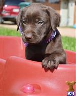 Labrador Retriever