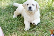 labrador retriever puppy posted by CMacris