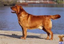 labrador retriever puppy posted by CMacris